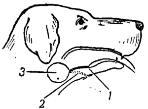 Рис. 8. Фистула слюнной железы по Павлову:  1 — проток железы в нормальном положении; 2 — проток железы после операции; 3 — слюнная железа