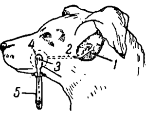 Рис. 9. Собака со слюнной фистулой: 1 — околоушная слюнная железа; 2 — ее проток; 3 — отверстие протока; 4 — стеклянная воронка, через которую стекает слюна; 5 — подведенный к воронке стеклянный цилиндрик для собирания стекающей слюны