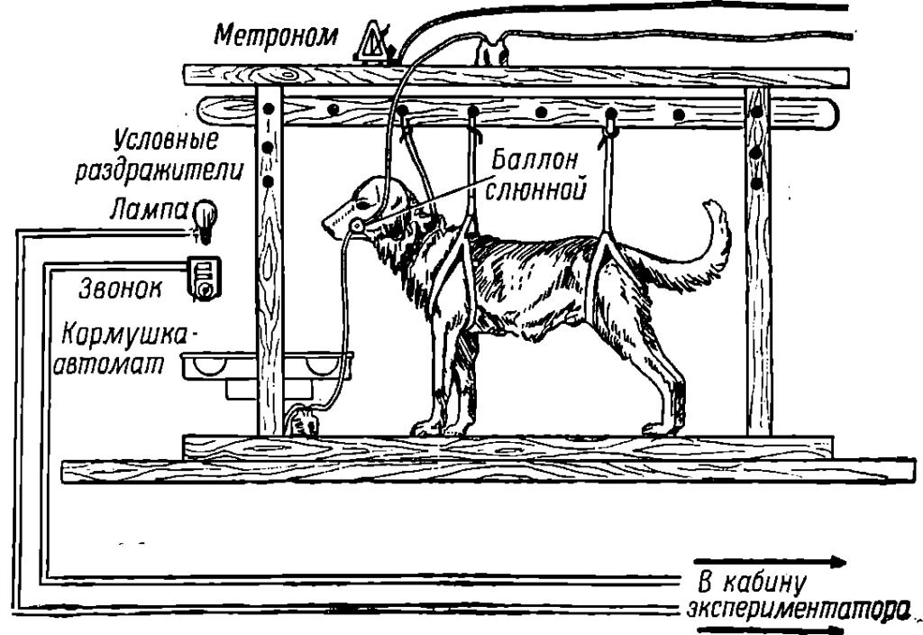 Схема условного рефлекса по павлову