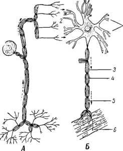 Рис. 2. Пейпом (схема):  А — рецепторный нейрон; Б — двигательный нейрон; / —дендриты; 2— синайсы; 3 — ней-рилемма; 4 — миэлиновая оболочка; 5-аксон; 6 — концевые двигательные окончания
