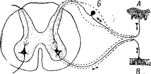 Рис. 3. Схема простого рефлекса:  А — рецептор; Б — спинномозговой узел; В — ответное движение