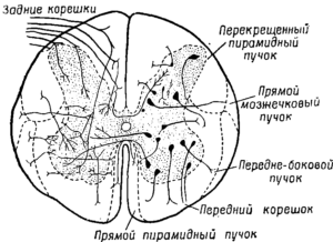 Рис. 4. Схема строения спинного мозга