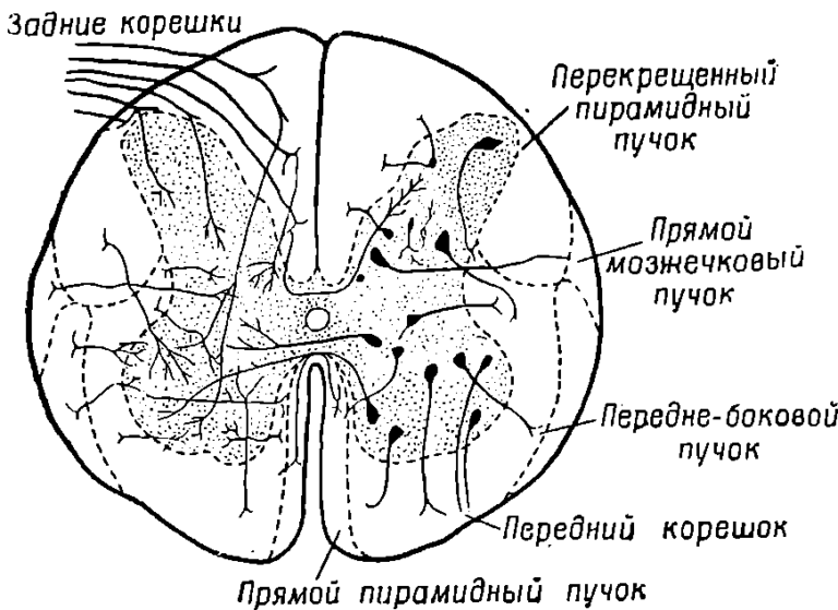 Схема расположения проводящих путей в спинном мозге. ЦНС анатомия. Проводящие пути классификация.