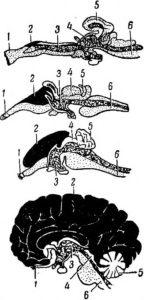 Рис. 6. Развитие больших полушарий у позвоночных. Сверху вниз: мозг акулы, мозг ящерицы, мозг кролика, мозг человека:  1 — обонятельные доли; 2 — большие полушария; 3— промежуточный мозг; 4 — средний мозг; 5—мозжечок;  6 — продолговатый мозг