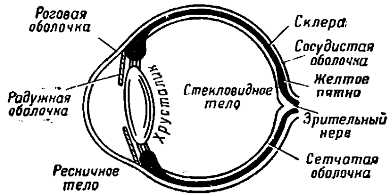 На рисунке представлены схемы хода лучей в глазу человека